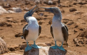 Read Aloud eBook the Blue-footed Booby