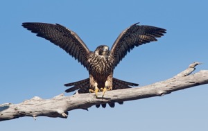Read Aloud eBook the Peregrine Falcon