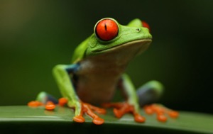 Read Aloud eBook the Red-eyed Tree Frog