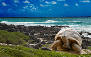 Read Aloud eBook the Galápagos Tortoise
